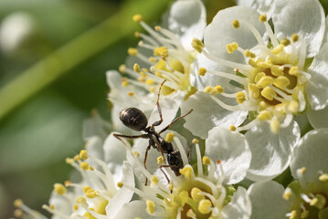 Black ant on white bird cherry flowers. Macro.