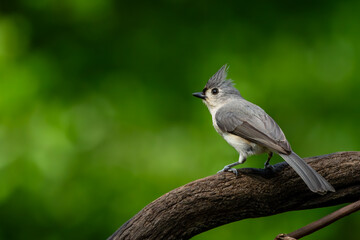 Tufted Titmouse Perched