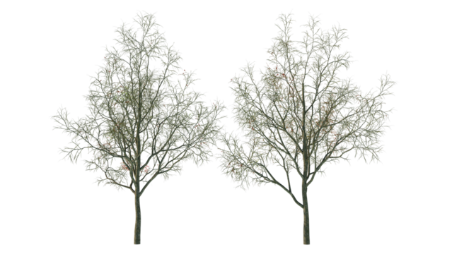 tree isolated on white