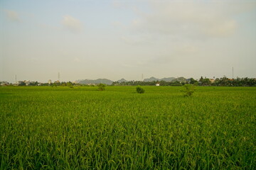 Fototapeta premium Landscape of agricultural fields in the countryside