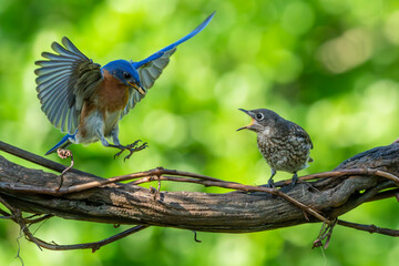 Bluebird Parent flying in to feed Fledgling