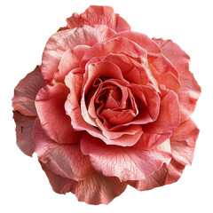 Close-Up of a Lush Coral Rose, Ideal for Romantic and Floral Themes