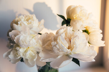 White peony flowers in soft sunset light. Lush peonies against shadows in the soft evening light on a neutral background. Golden sunset light, delicate petal texture, atmosphere aesthetic spring bloom