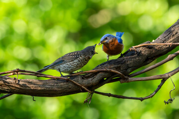 Bluebird Parent Feeding Fledgling