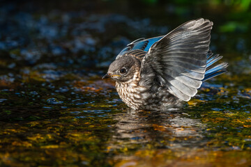 Bluebird Fledgling bathing