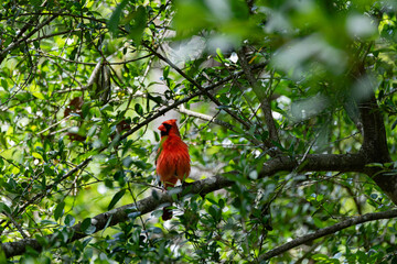 Red Cardinal bird on a tree surrounded by branches and foliage. 