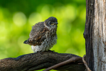 Bluebird Fledgling