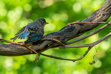Bluebird Fledgling