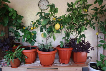 Lemons with fruits in pots. Pots with lemons are on the cabinet.