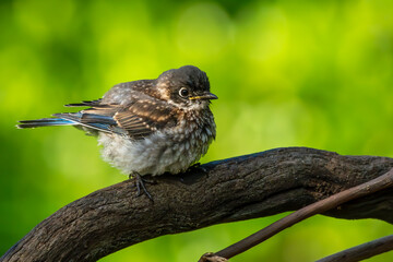 Bluebird Fledgling