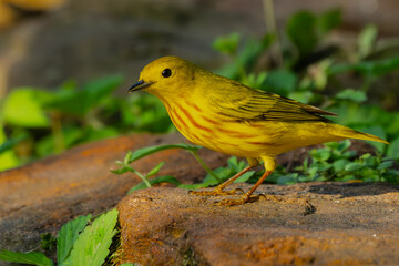 Yellow Warbler Perched