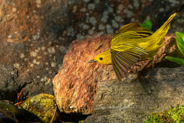 Yellow Warbler Perched