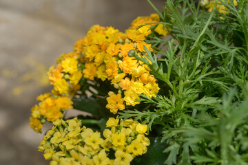 single and double-yellow Kalanchoe blossfeldian flowers and daisy flower foliage close-up