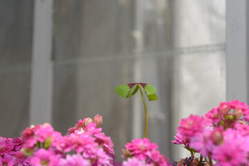 close-up of an isolated leaf (clover?) and double-pink Kalanchoe blossfeldian flowers in bloom near a window