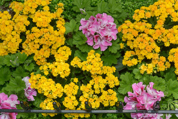 aerial view of pink Regal geraniums and double-yellow Kalanchoe blossfeldian with green ground cover