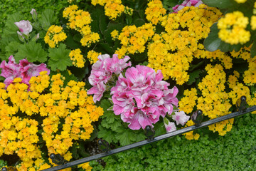 Obraz premium slight aerial view of pink Regal geraniums and double-yellow Kalanchoe blossfeldian with green ground cover and a decorative fence