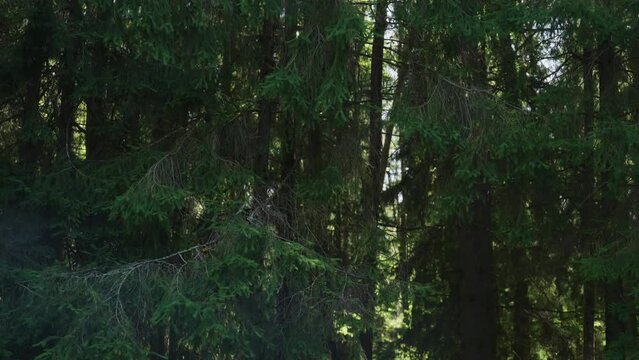 Slow motion summer forest b roll detail shot