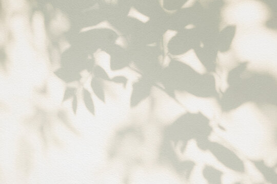 Leaf shadow and tree branch background. Nature leaves tree branch light bokeh shadows sunlight sunshine shade on white wall texture for background wallpaper, shadows overlay effect foliage mockup