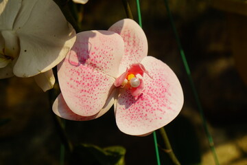 Close-up of blooming orchids