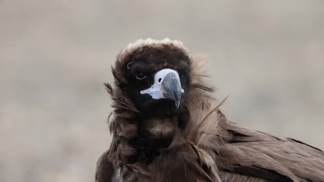 Cinereous vulture or Eurasian black vulture (Aegypius monachus) is a large raptor in the family Accipitridae and distributed through much of temperate Eurasia. 