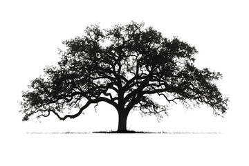 silhouette of a tree