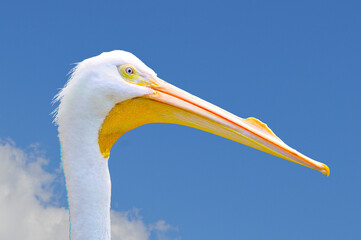 American White Pelican with blue clouds