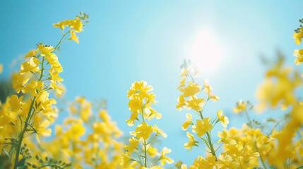 yellow rapeseed flowers sea under the blue sky