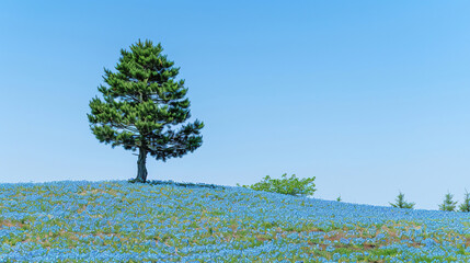A pine tree in an endless sea of blue flowers
