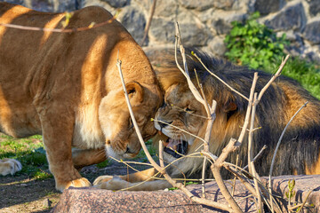 predatory animals lion and lioness in the zoo enclosure.