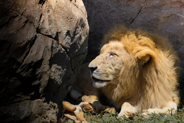Fototapeta premium lion in zoo