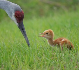 Precious Sandhill Crane Colt Family Mom Dad 