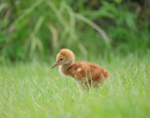 Precious Baby Sandhill Crane Colt Sweetwater Wetlands park Gainesville