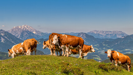 Fototapeta na wymiar Kühe auf der Zwieselalm im Salzkammergut