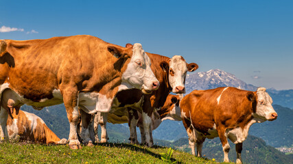 Kühe auf der Zwieselalm im Salzkammergut