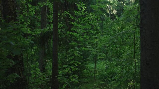 Slow motion summer forest b roll detail shot