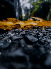  A serene path lined with dry, crinkled yellow leaves against a dark, damp ground, under a canopy of trees.