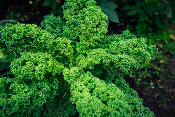 Growing Kale green cabbage, curly kale, on a farm for business, in the fields. Deep green natural background, selective focus, copy space