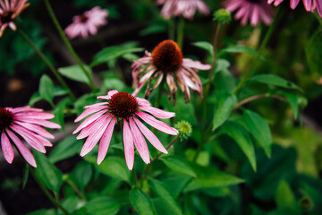 Healthy Echinacea purpurea purple coneflower close up during the autumn months. Pink echinacea flowers bloom in the garden on the sunny day. Natural pink and green background
