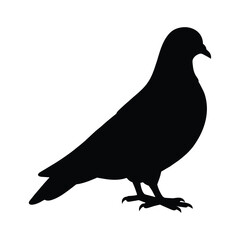 silhouette of a pigeon on white