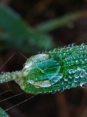 microscópicas gotas de agua sobre una hoja luego de la lluvia.
