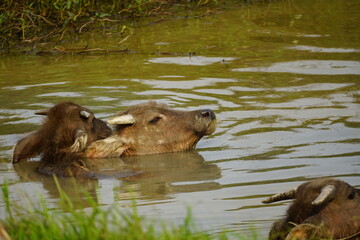 The buffalo is swimming in the water