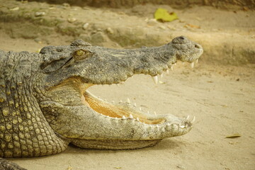 Close-up of a crocodile in the zoo