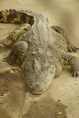 Close-up of a crocodile in the zoo