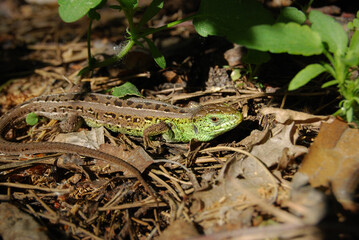 a lizard with a long tail among the old leaves in the gras