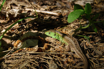 brown green lizard on the ground in the forest