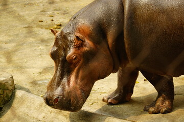 Close-up of a hippo swimming underwater