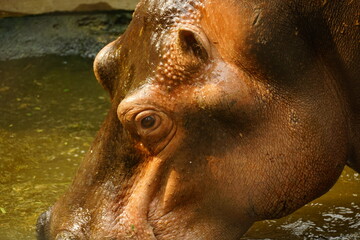 Close-up of a hippo swimming underwater