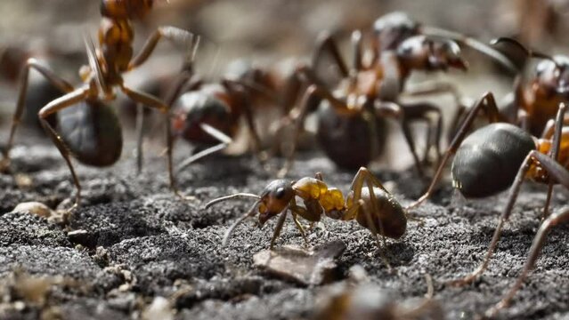 Macro shot of Formica rufa ants guarding their anthill
