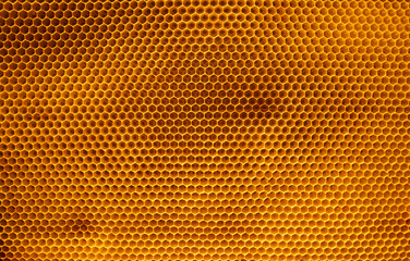 Detailed close-up shot of a natural honeycomb structure, showcasing the geometric beauty