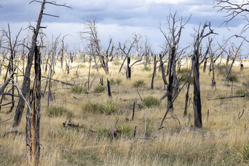 Field of small burnt trees in yellow shrubland with blue sky in Mesa Verde, Colorado, USA on 20 April 2024